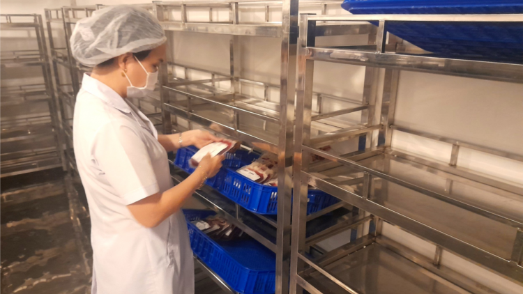 ĐBSCL: Thiếu máu trầm trọng - Bác sĩ và bệnh nhân cùng khổ (12/11/2023)