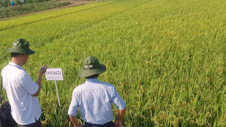 "Mạng nhà nông" dự báo cung cầu kết nối nông dân và doanh nghiệp (3/11/2023)