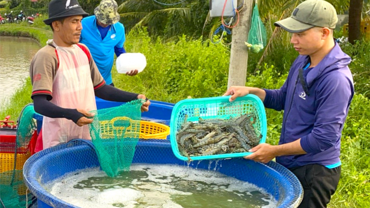 Tôm Cà Mau – Tự hào thương hiệu Việt (21/11/2023)