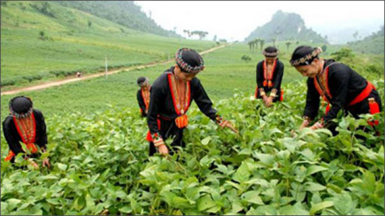 Giảm nghèo ở vùng lõi nghèo Lào Cai (07/12/2023)