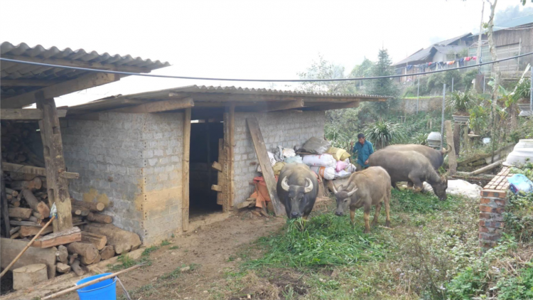 Vùng cao Sa Pa tăng cường chống rét cho đại gia súc (19/12/2023)