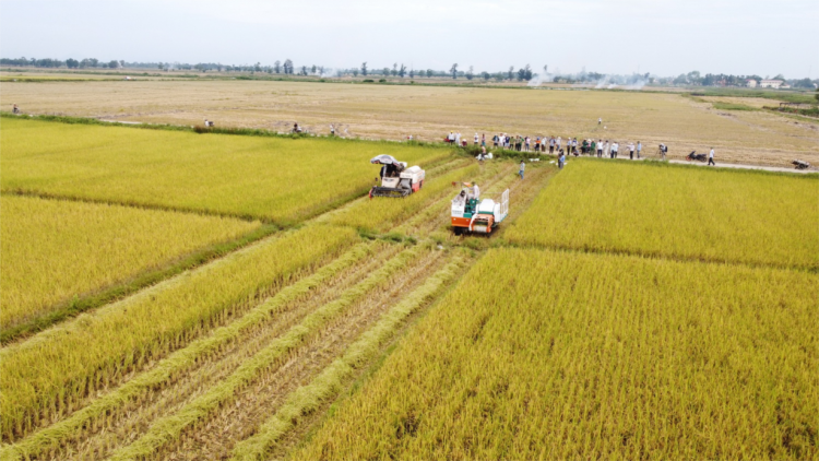Quảng Trị xây dựng vùng chuyên canh nông sản hữu cơ xuất khẩu (21/12/2023)