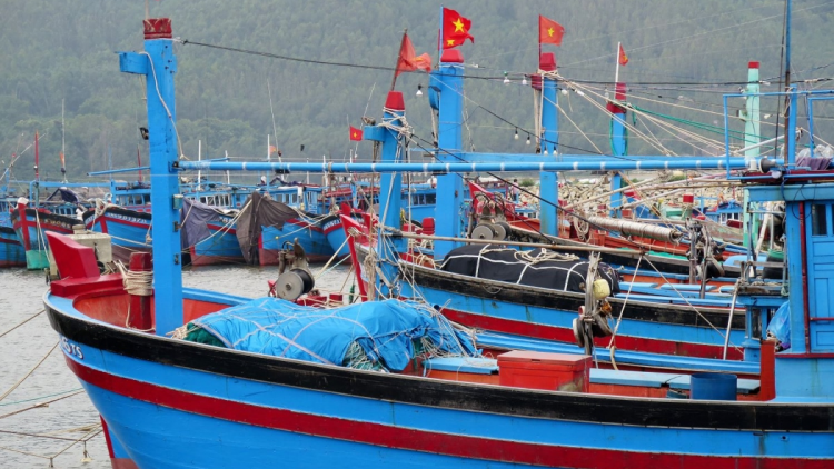 Quảng Ngãi hơn 700 tàu cá nằm bờ do không đăng ký, đăng kiểm (18/12/2023)