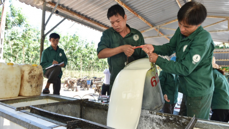 Xanh hóa hoạt động sản xuất, cơ hội mới cho ngành cao su (26/12/2023)