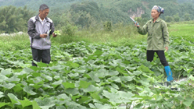 Hướng đi mới trong xóa đói, giảm nghèo, vươn lên làm giàu của nông dân ở tỉnh Lạng Sơn (20/2/2020)