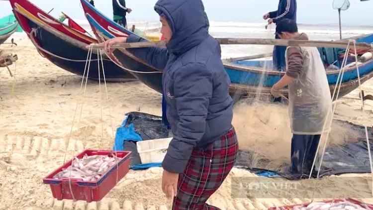 Trúng đậm cá khoai, ngư dân Quảng Bình mỗi ngày thu về tiền triệu (03/2/2023)