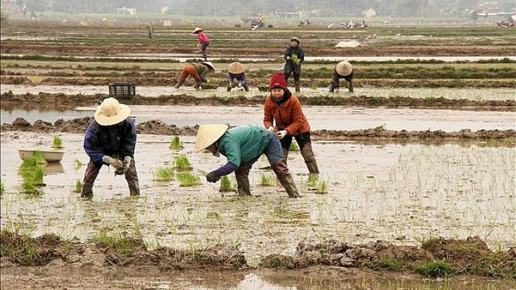 Nam Định - hướng đến vụ đông xuân 2022-2023 thắng lợi (07/02/2023)