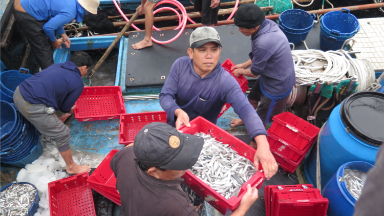 Ngư dân Quảng Ngãi trúng đậm “lộc biển” cá cơm (01/2/2023)