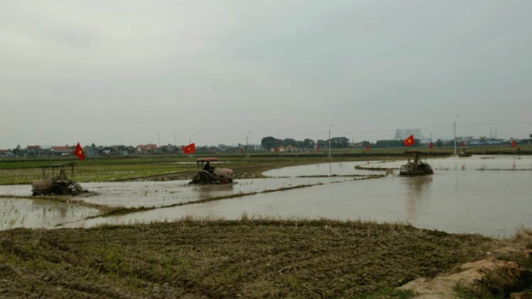 Quảng Ninh: Phấn đấu gieo trồng hơn 60.000 ha cây lương thực trong năm 2023 (11/2/2023)