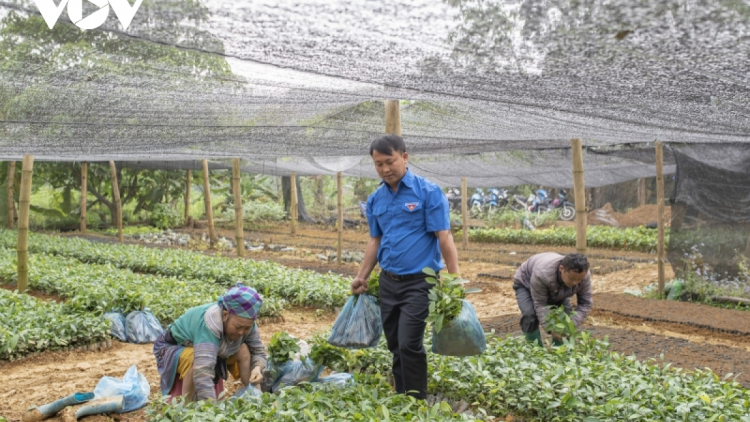 Chàng thanh niên người dân tộc Mông đầy ý tưởng sáng tạo ôm khát vọng phủ xanh quê hương vùng cao (27/3/2023)