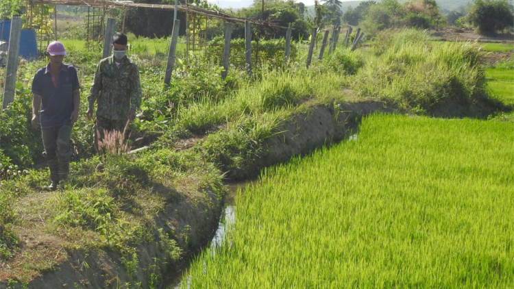 Kon Tum: Giảm thiểu thiệt hại trong sản xuất nông nghiệp giai đoạn cuối mùa khô (10/3/2023)