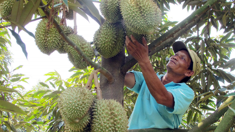 Lâm Đồng khuyến cao nông dân không tự phát mở rộng diện tích sầu riêng (29/3/2023)