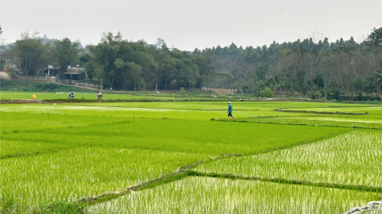 Vĩnh Phúc đảm bảo nước dưỡng lúa vụ Xuân 2023. (17/03/2023)