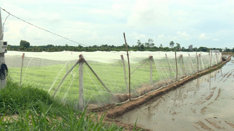 Dự án sinh kế Trà Vinh giúp nhiều hộ đồng bào Khmer, phụ nữ yếu thế nâng cao đời đời sống (27/3/2023)