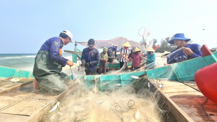 Trúng lộc biển, ngư dân Quảng Bình dựng lều gỡ cá ngay tại bờ (12/3/2023)