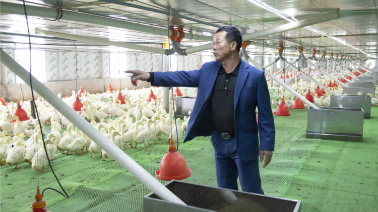 Quảng Ninh: Nông dân nuôi vịt kiếm tiền tỉ mỗi tháng nhờ chuyển đổi số (16/3/2023)