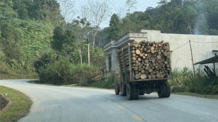 Khó quản lý xe chở gỗ rừng trồng (20/3/2023)