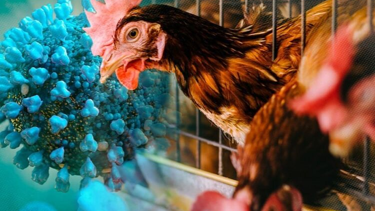 THỜI SỰ 21H30 ĐÊM 01/3/2023: Ngành Y tế Thành phố Hồ Chí Minh lên kế hoạch, kích hoạt hệ thống giám sát sẵn sàng phương án ứng phó với dịch cúm gia cầm A (H5N1)