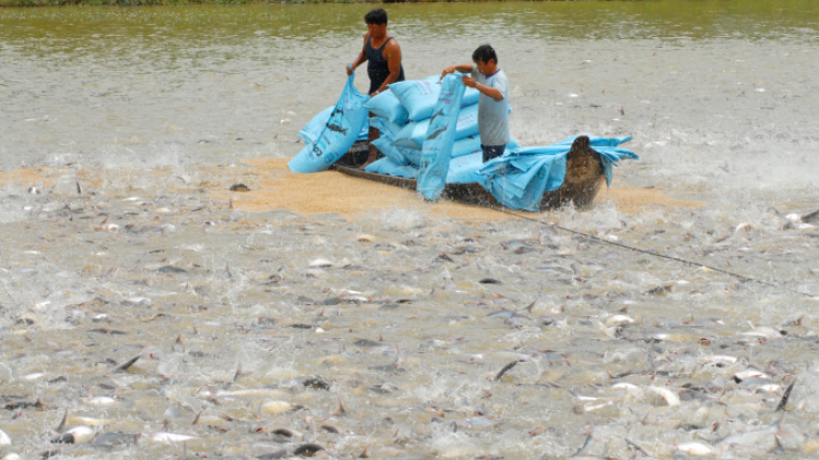 THỜI SỰ 21H30 ĐÊM 18/3/2023: Hiệp hội Chế biến và Xuất khẩu Thủy sản Việt Nam đề xuất giảm thuế nhập khẩu khô đậu tương từ 2% xuống 0% để hỗ trợ ngành nuôi trồng thủy sản Việt Nam