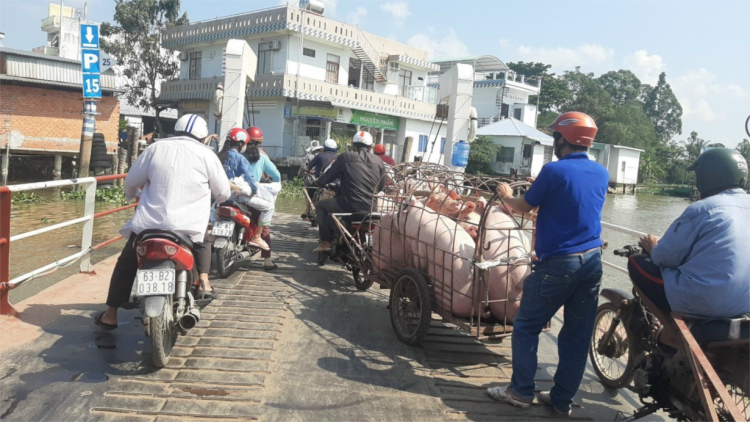 Tiền Giang: Thị heo rớt giá kéo dài, người chăn nuôi thua lỗ (17/3/2023)