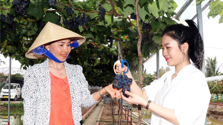 Cà Mau: Người phụ nữ mở hướng đi từ vườn nho trĩu quả trên vùng đất mặn (02/4/2023)