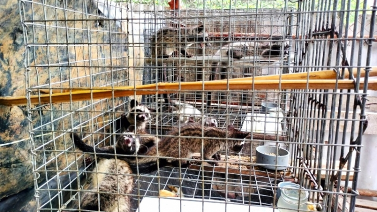 Cần sớm ngăn chặn tình trạng ngang nhiên "trộm - cướp" chồn nuôi ở Đất Mũi (15/4/2023)