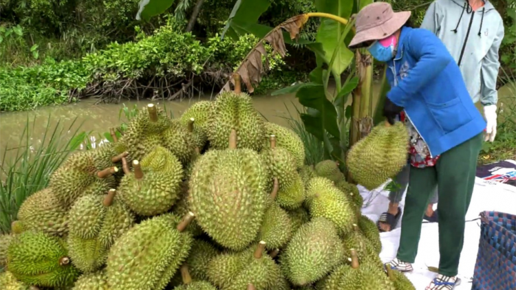 Loạt bài: Mặc “áo giáp” cho nông sản xuất khẩu: <br>- Bài 2: Chủ động mặc “áo giáp” cho nông sản (02/4/2023)