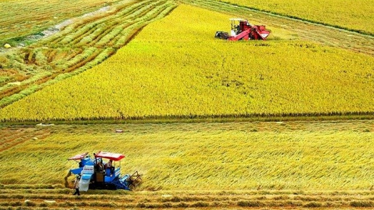 Tăng thu nhập cho nông dân trồng lúa với Đề án 1 triệu hecta chuyên canh lúa chất lượng cao (23/04/2023)