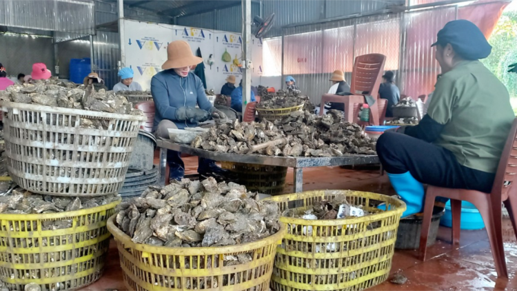 Quảng Ninh: Di dời cơ sở chế biến hàu ra khỏi khu dân cư (02/4/2023)