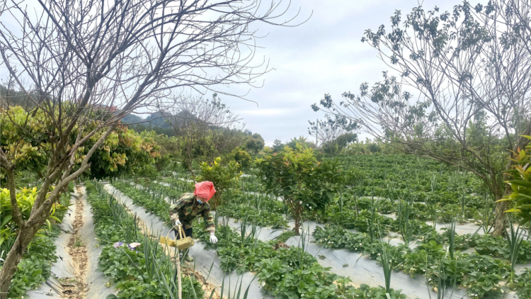 Dâu tây cuối vụ lao đao, lời giải nào cho bài toán sản xuất bền vững? (06/4/2023)