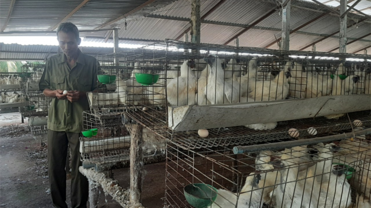 Chăn nuôi gia cầm ở Tiền Giang “tiến thoái lưỡng nan”. (21/04/2023)