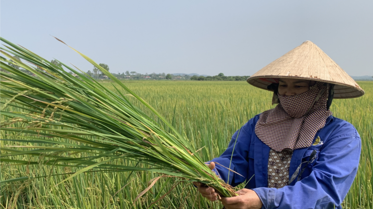 Hàng trăm ha lúa ST24, ST25 ở Đắk Lắk,  Đắk Nông bị lép hạt bất thường (20/4/2023)