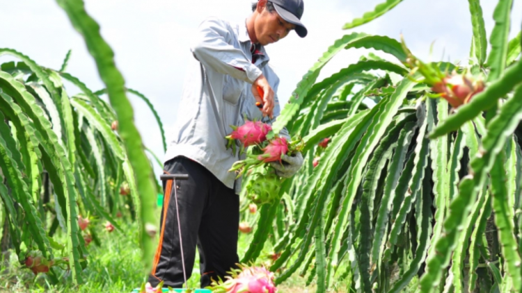 Quản lý mã số vùng trồng tận cơ sở (02/4/2023)