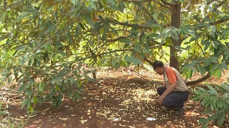 Đắk Lắk: Thời tiết bất thường, hoa sầu riêng rụng hàng loạt nguy cơ giảm năng suất (28/4/2023)