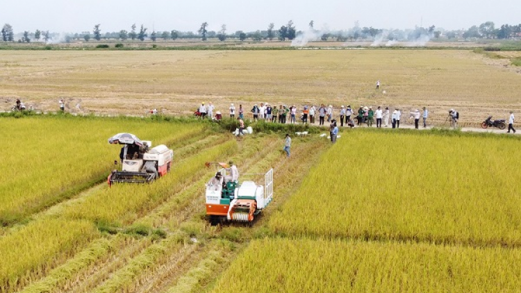 Lúa gạo hữu cơ vùng nắng gió, cát trắng xuất ngoại (20/04/2023)