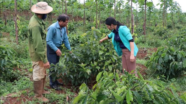 Phát triển kinh tế nông, lâm nghiệp xanh, bền vững vùng Tây Nguyên (4/4/2023)