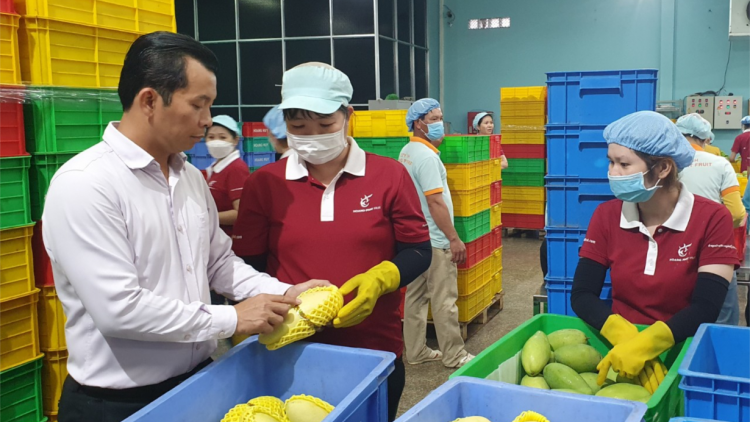 Loạt bài: Mặc “áo giáp” cho nông sản xuất khẩu<br>  Bài 1: Bản quyền giống thanh long và chuyện nguồn gốc nông sản (02/4/2023)