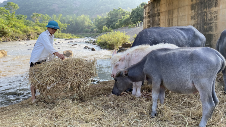 Nông dân Sơn La ứng phó với nắng nóng, khô hạn (20/5/2023)