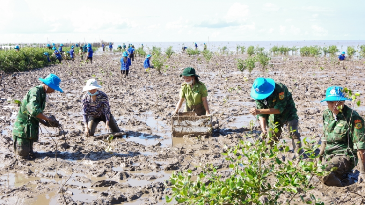 Sóc Trăng tổ chức trồng rừng phòng hộ ven biển (13/5/2023)