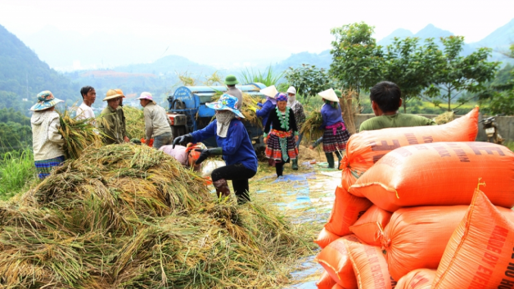 Ứng dụng khoa học công nghệ trong sản xuất nông nghiệp ở Lai Châu (18/5/2023)