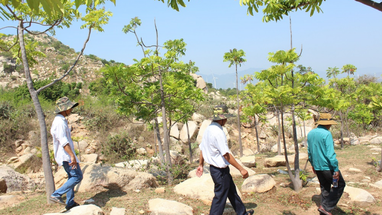 Cây thanh thất phủ xanh trên vùng núi đá khô cằn Ninh Thuận (19/5/2023)
