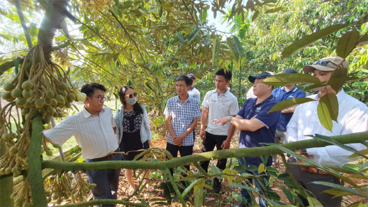 Bài 3: Bùng nổ sầu riêng và câu chuyện "biết người biết ta trong cuộc cạnh tranh lớn" (11/5/2023)