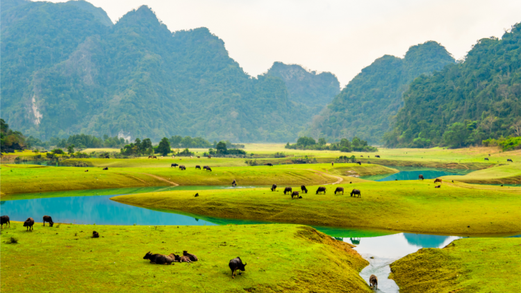 Thảo nguyên đẹp như tranh hút khách du lịch đến xứ Lạng (12/5/2023)