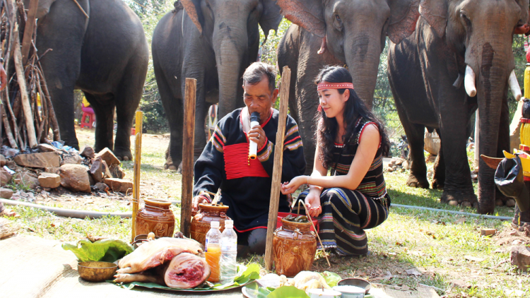 Voi Tây Nguyên: Độc đáo lễ cúng sức khỏe với những phong tục đặc biệt (15/5/2023)