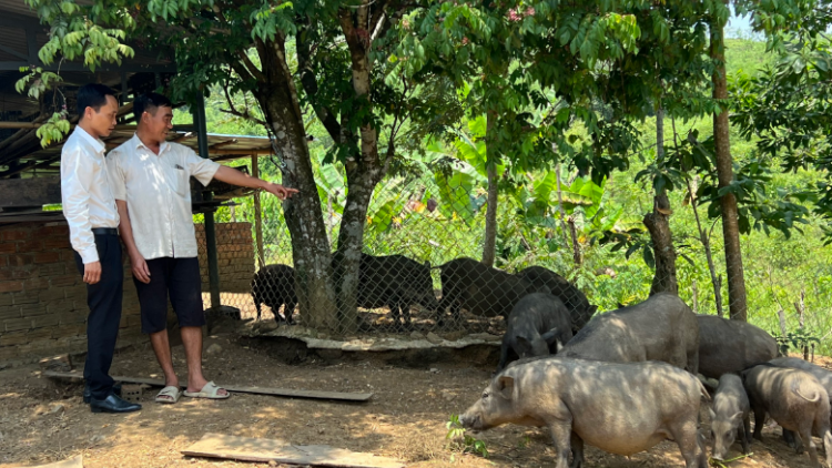 Người dân miền núi Quảng Nam làm giàu từ vốn vay Agribank (30/5/2023)