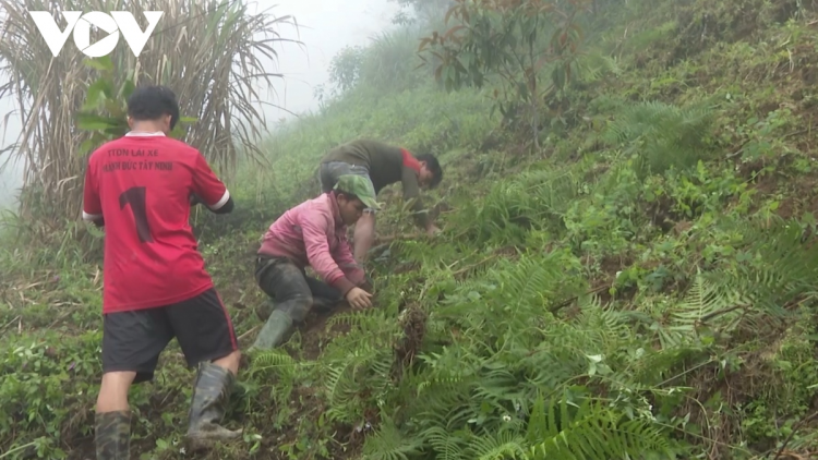 Quảng Nam mở hướng sinh kế bền vững dựa vào rừng (27/05/2023)