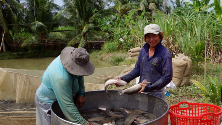 Giá cá lóc tăng cao, nông dân Trà Vinh lãi đậm (20/5/2023)