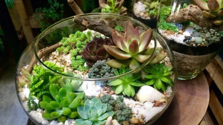 Mô hình cây trồng trong lồng kính hay mô hình kinh doanh Terrarium (27/5/2023)