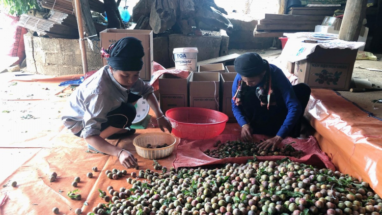 Sơn La ứng dụng khoa học sản xuất mận hậu trái vụ cho giá trị kinh tế cao (18/5/2023)