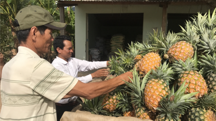 Krông Bông - Đắk Lắk: thành công nhờ trồng dứa rải vụ, đảm bảo đầu ra (16/6/2023)